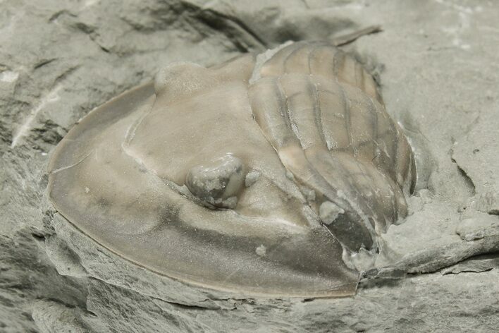 Bargain, Curled Isotelus Trilobite - Mt Orab, Ohio #200475